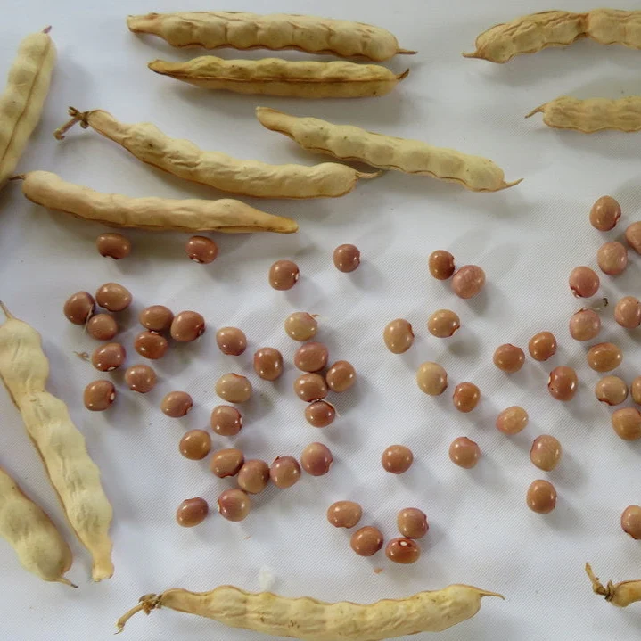 Haricot ‘Polish’ ( Phaseolus vulgaris )