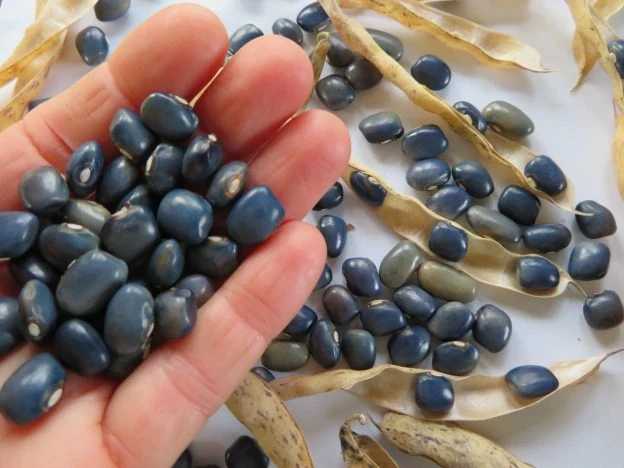 Haricot ‘San Bernardo Blue’ ( Phaseolus vulgaris )