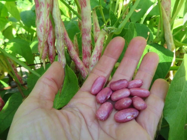 Haricot ‘Princess Rose’ ( Phaseolus vulgaris )
