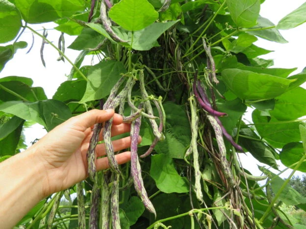 Haricot ‘Selma Zèbre’ ( Phaseolus vulgaris )