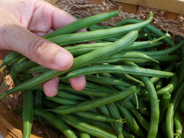 Haricot ‘Seychelles’ ( Phaseolus vulgaris )