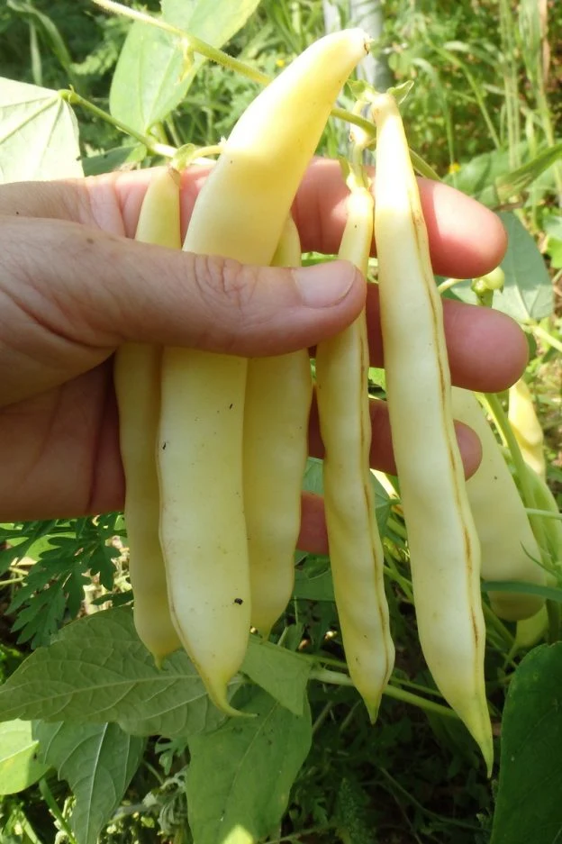 Haricot ‘Serpedor’ ( Phaseolus vulgaris )