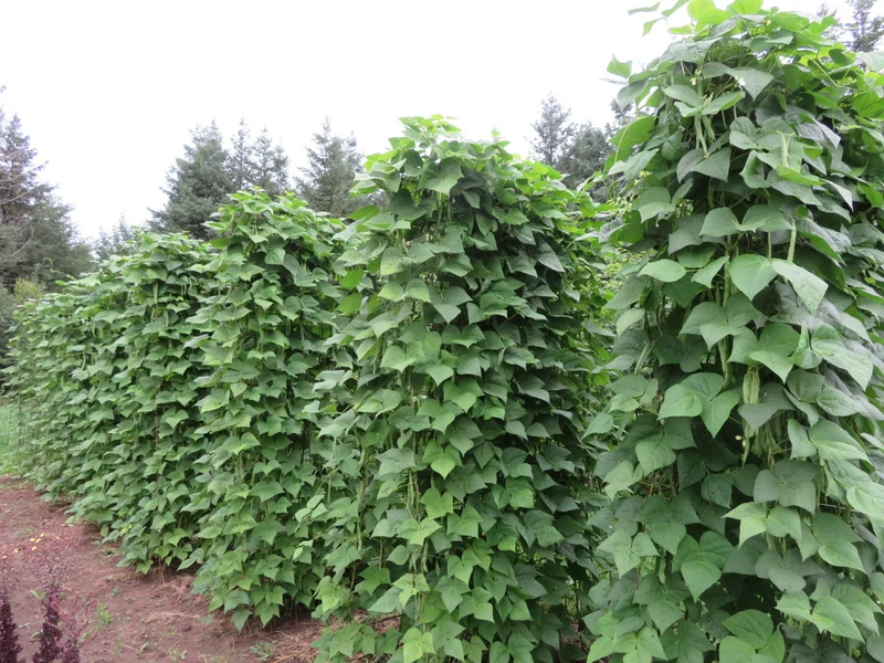 Haricot ‘Soissons vert’ ( Phaseolus vulgaris )