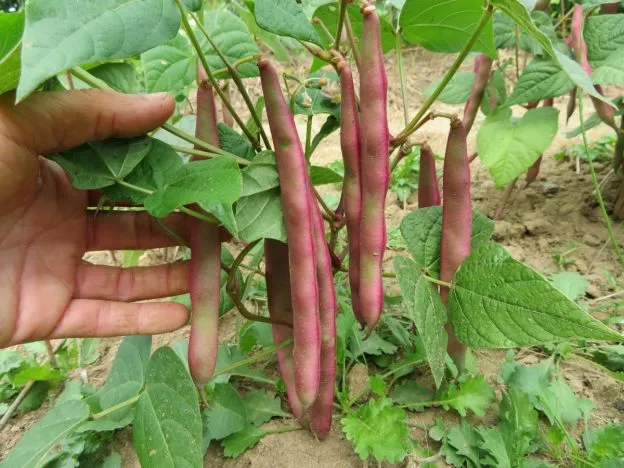 Haricot ‘Tanya's Pink Pod’ ( Phaseolus vulgaris )