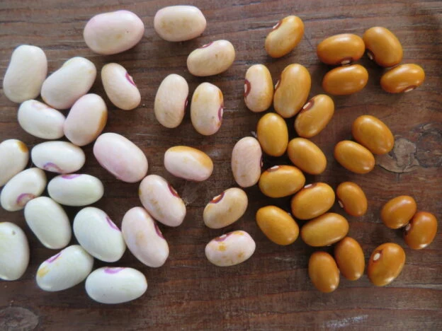 Haricot ‘Tabacchino’ ( Phaseolus vulgaris )