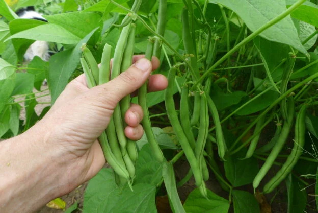 Haricot ‘Topcrop’ ( Phaseolus vulgaris )