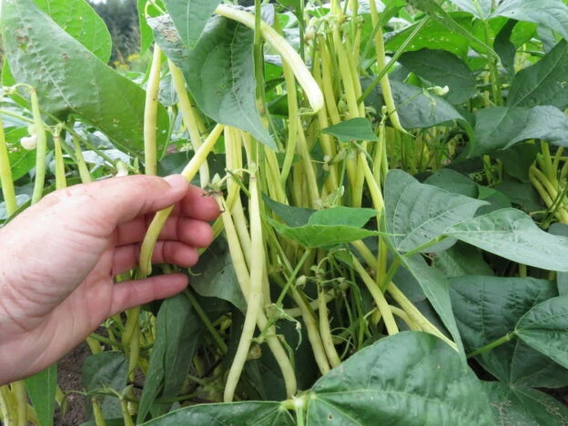 Haricot ‘Voletta’ ( Phaseolus vulgaris )