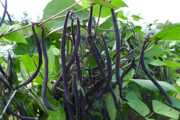 Haricot ‘Velour’ ( Phaseolus vulgaris )