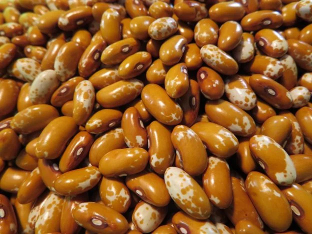 Haricot ‘Zuni Gold’ ( Phaseolus vulgaris )