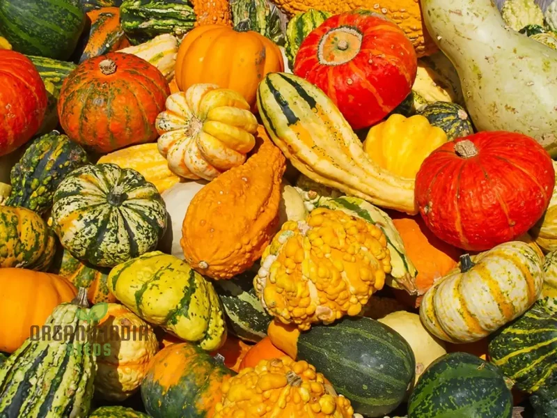 Colorful Ornamental Gourd Mix - Small Unique Vegetable Seeds for Your Garden Delights
