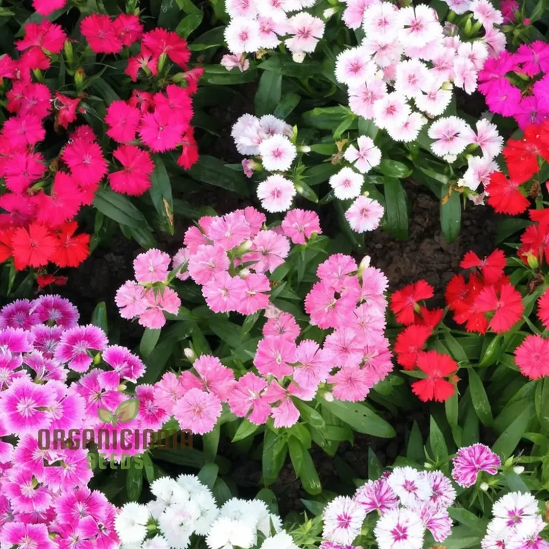 Summertime Bliss: Sweet William Mix for Sunny Days