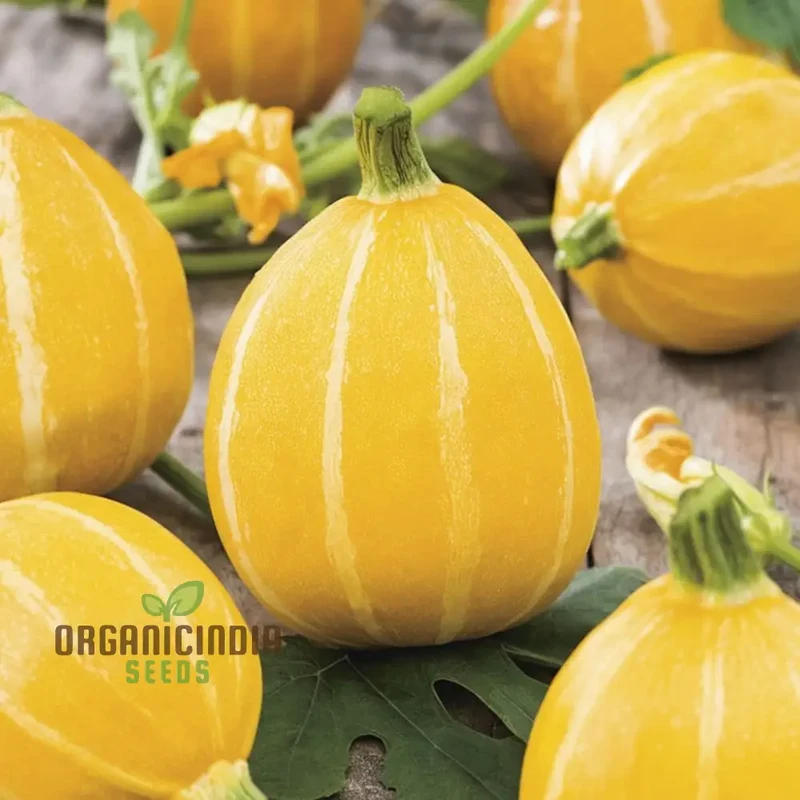 Summer Holiday Courgette Seeds - Abundant and Flavorful Zucchini for Warm-Weather Gardens