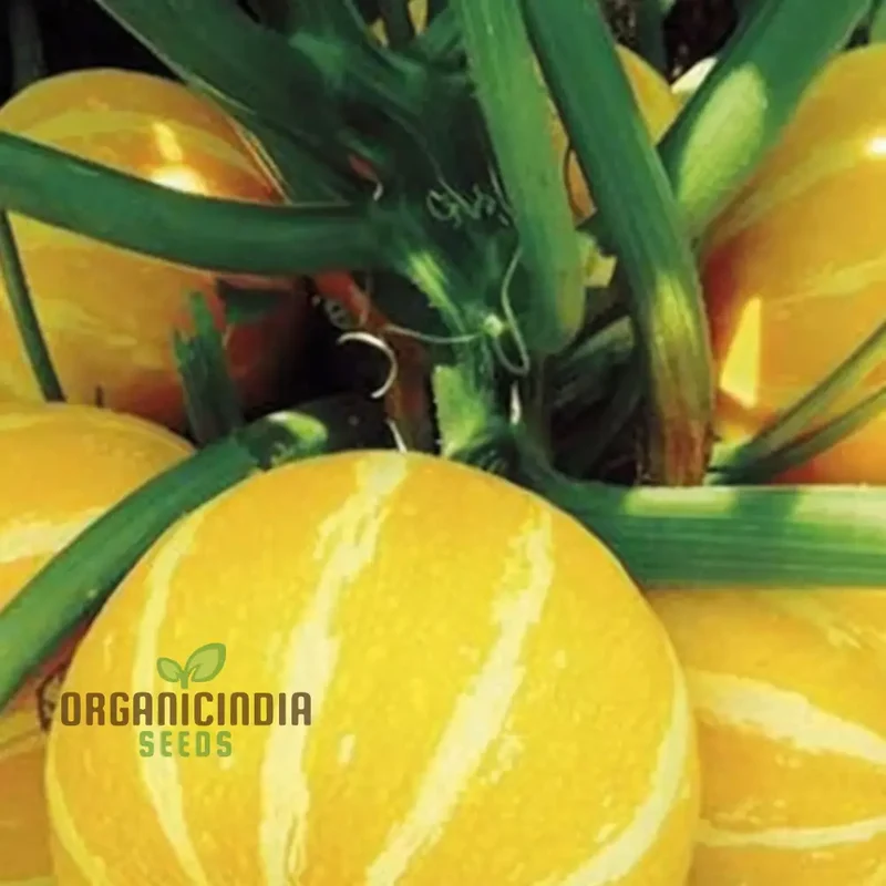 Summer Holiday Courgette Seeds - Abundant and Flavorful Zucchini for Warm-Weather Gardens