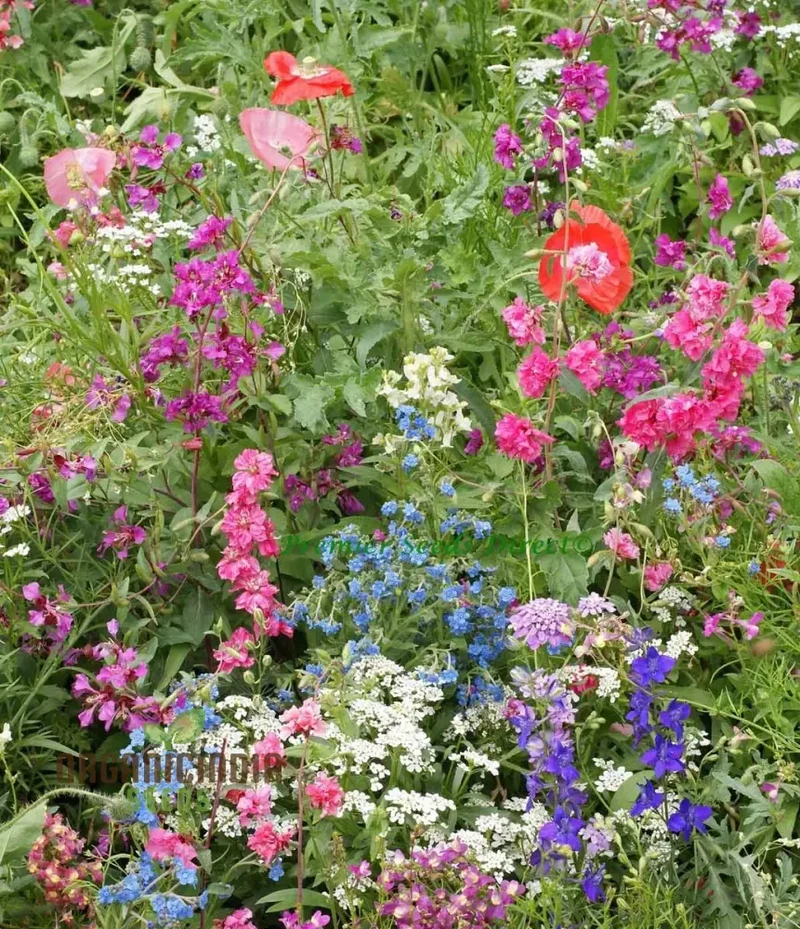 Native & New World Annual Mix Flower Seeds, Vibrant, Hardy Blooms, Grow Your Garden with Vibrancy