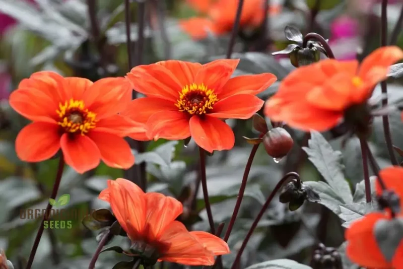 Dahlia Bishop's Children Seeds – Vibrant Mixed Colors for Garden Planting