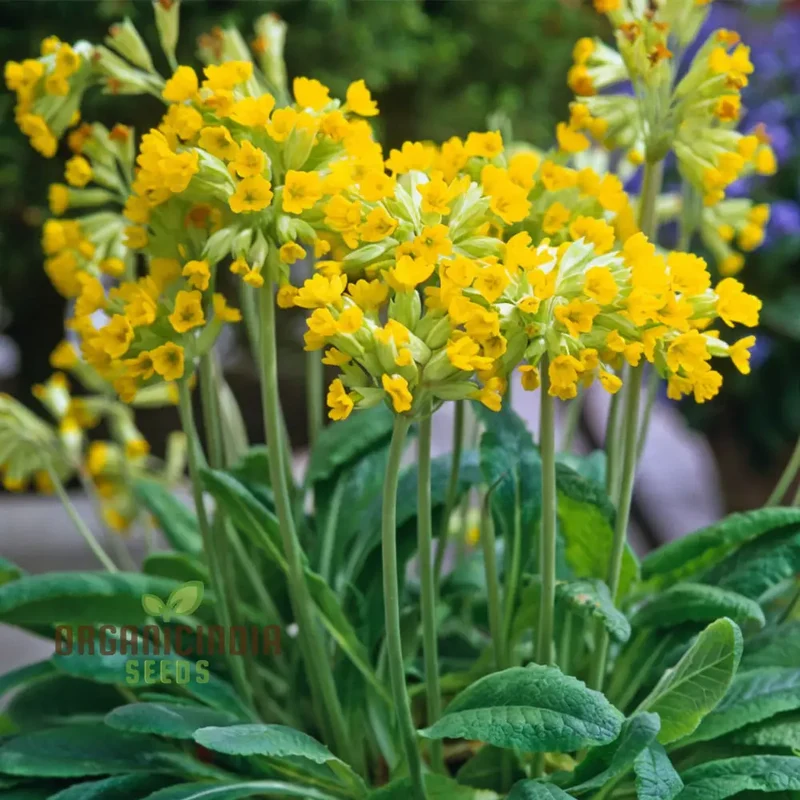 Yellow Cowslip Seeds For Planting, An In-Depth Guide to Planting and Growing Vibrant Cowslip Seeds