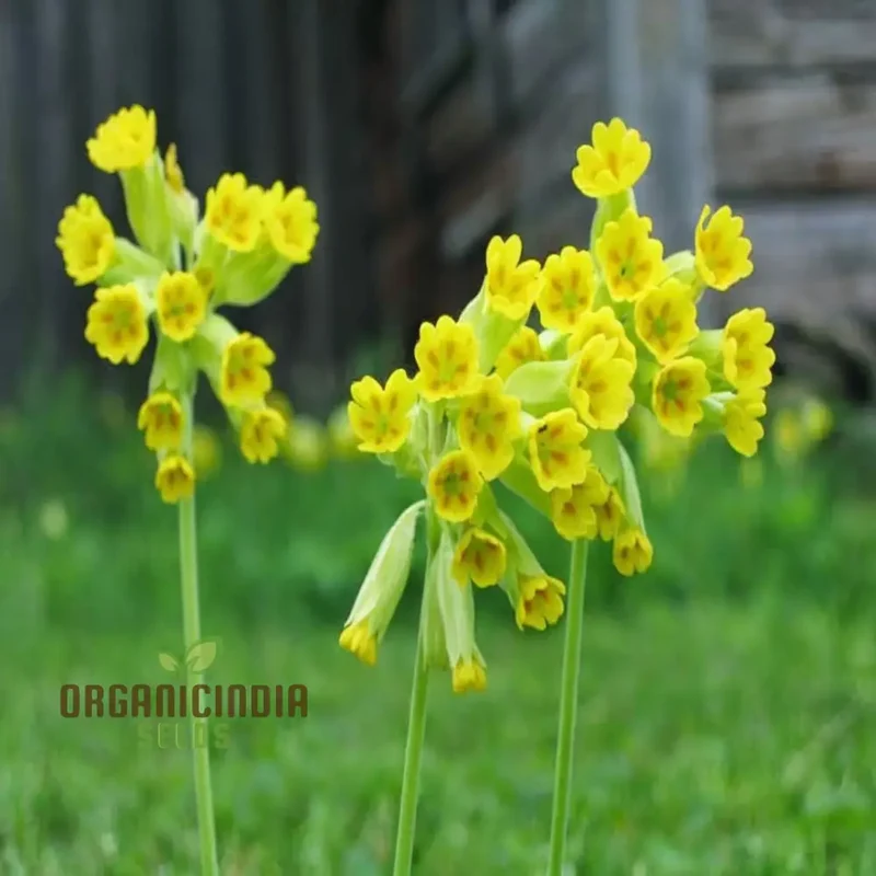 Yellow Cowslip Seeds For Planting, An In-Depth Guide to Planting and Growing Vibrant Cowslip Seeds