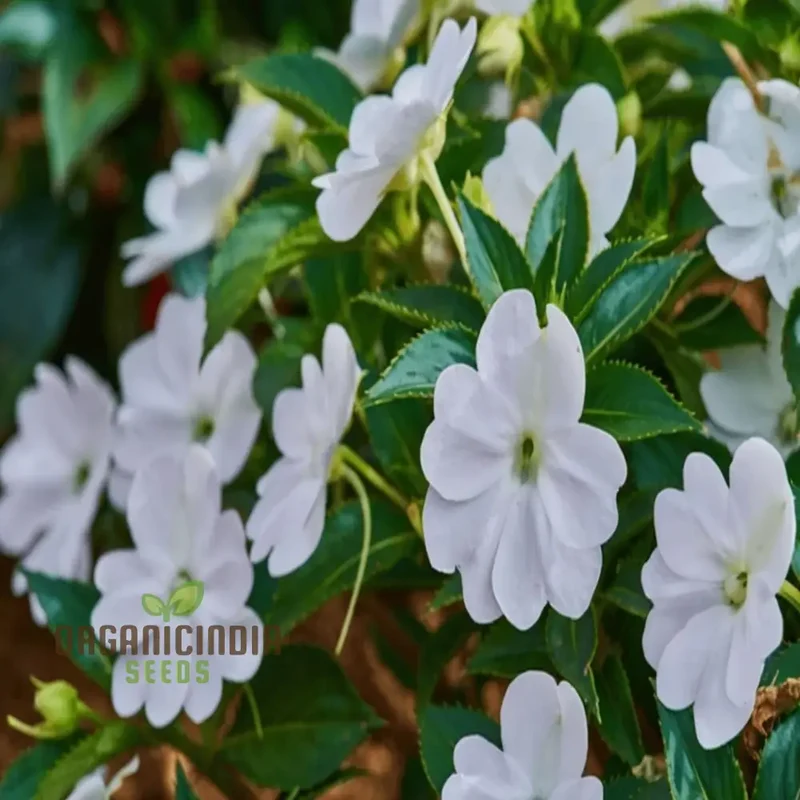 Impatiens Walleriana 'Busy Lizzie' Flower Seeds, Baby Series White â€“ Vibrant Blossoms for Your Garden