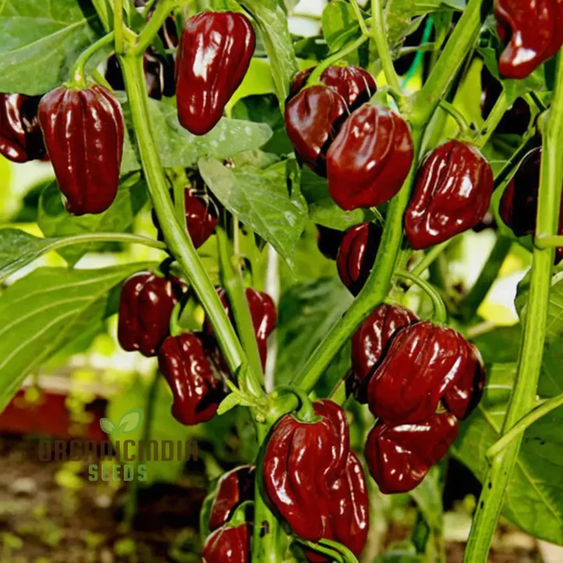 Hot Chilli Pepper 'Habanero Chocolate', A Detailed Guide to Planting and Growing Fiery Habanero Vegetable Seeds