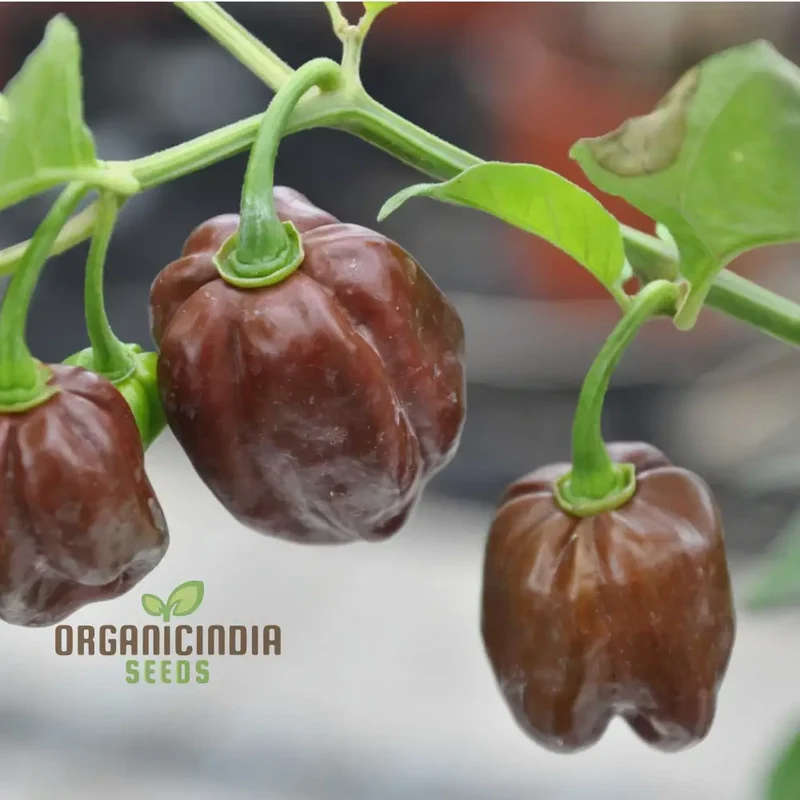 Hot Chilli Pepper 'Habanero Chocolate', A Detailed Guide to Planting and Growing Fiery Habanero Vegetable Seeds