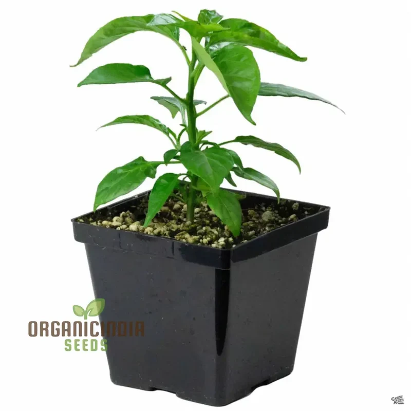 Hot Chilli Pepper 'Habanero Chocolate', A Detailed Guide to Planting and Growing Fiery Habanero Vegetable Seeds