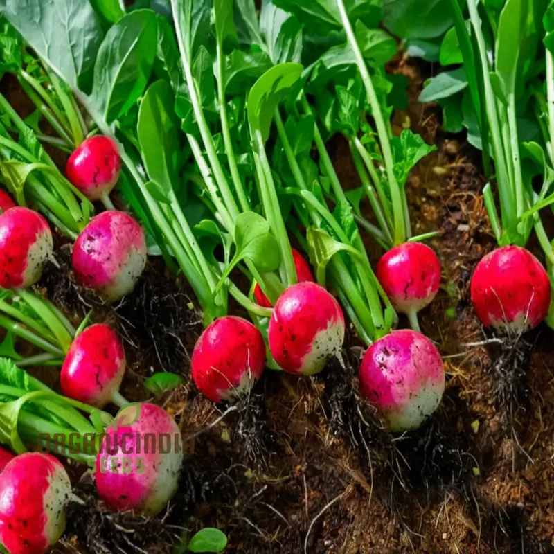 Radish Globe Sparkler Seeds for Planting – Fast Growing, Crisp & Aromatic