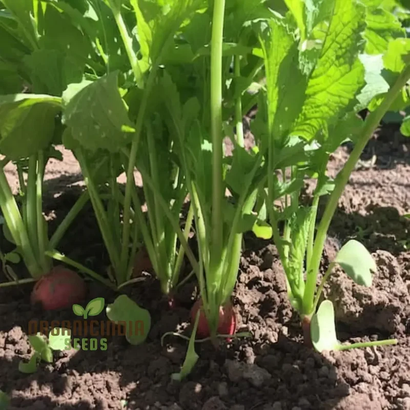 Radish Globe Sparkler Seeds for Planting – Fast Growing, Crisp & Aromatic