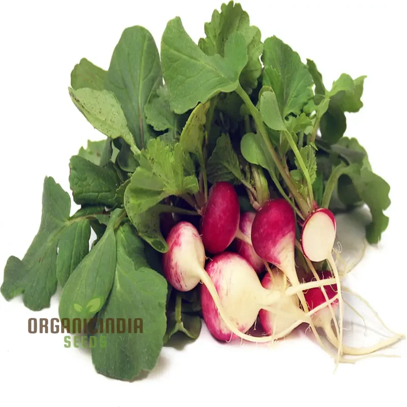 Radish Globe Sparkler Seeds for Planting – Fast Growing, Crisp & Aromatic