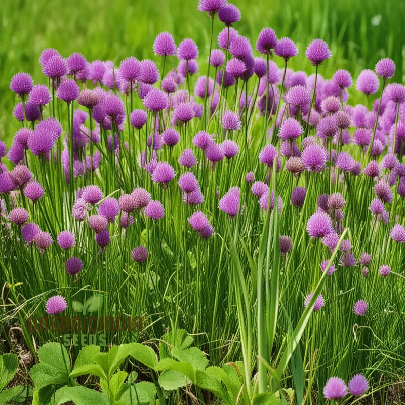 Cipollina Chives Seeds – Premium Flowering Herb for Fresh, Flavorful Harvests