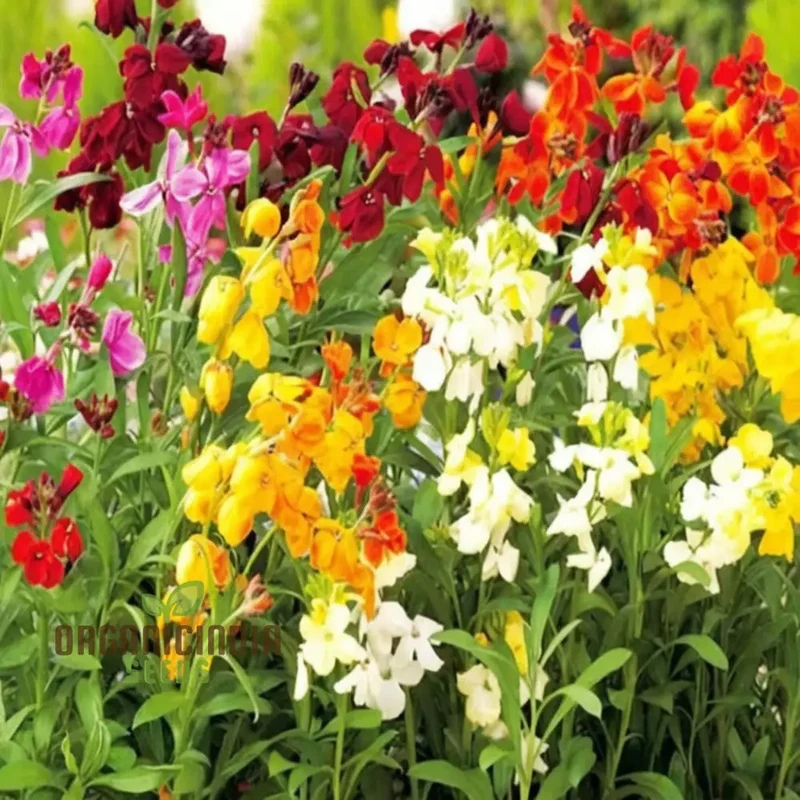 English Wallflower Seeds – Vibrant Blooms for Classic Garden Charm