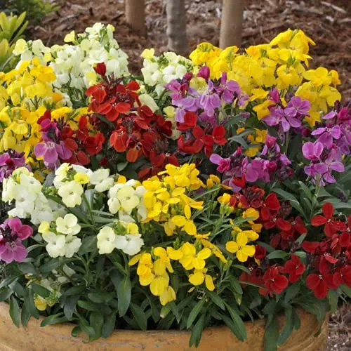 English Wallflower Seeds – Vibrant Blooms for Classic Garden Charm