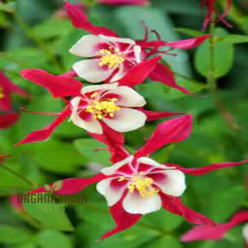 Stunning Columbine Crimson Star - Vibrant Perennial Flower for Your Garden