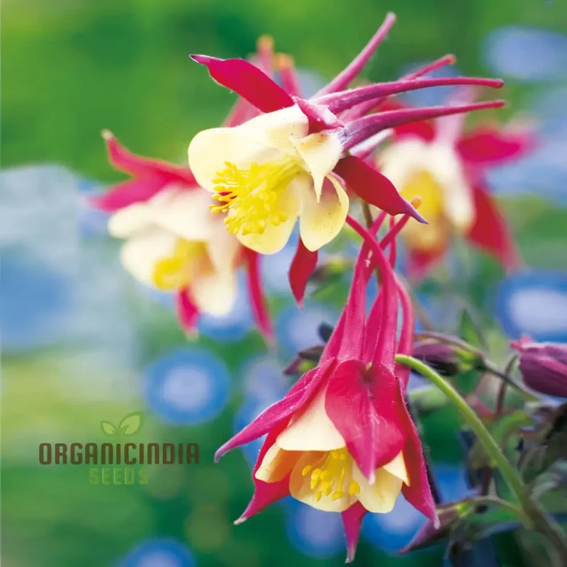 Stunning Columbine Crimson Star - Vibrant Perennial Flower for Your Garden