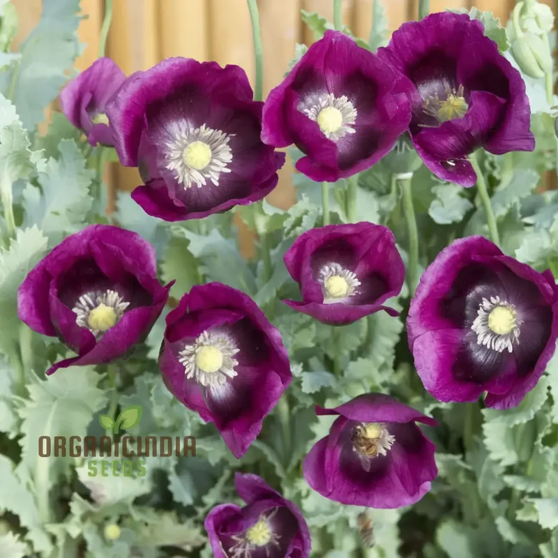 Premium Poppy Papaver Somniferum Lauren's Grape Flower Seeds, Vibrant Garden Blooms