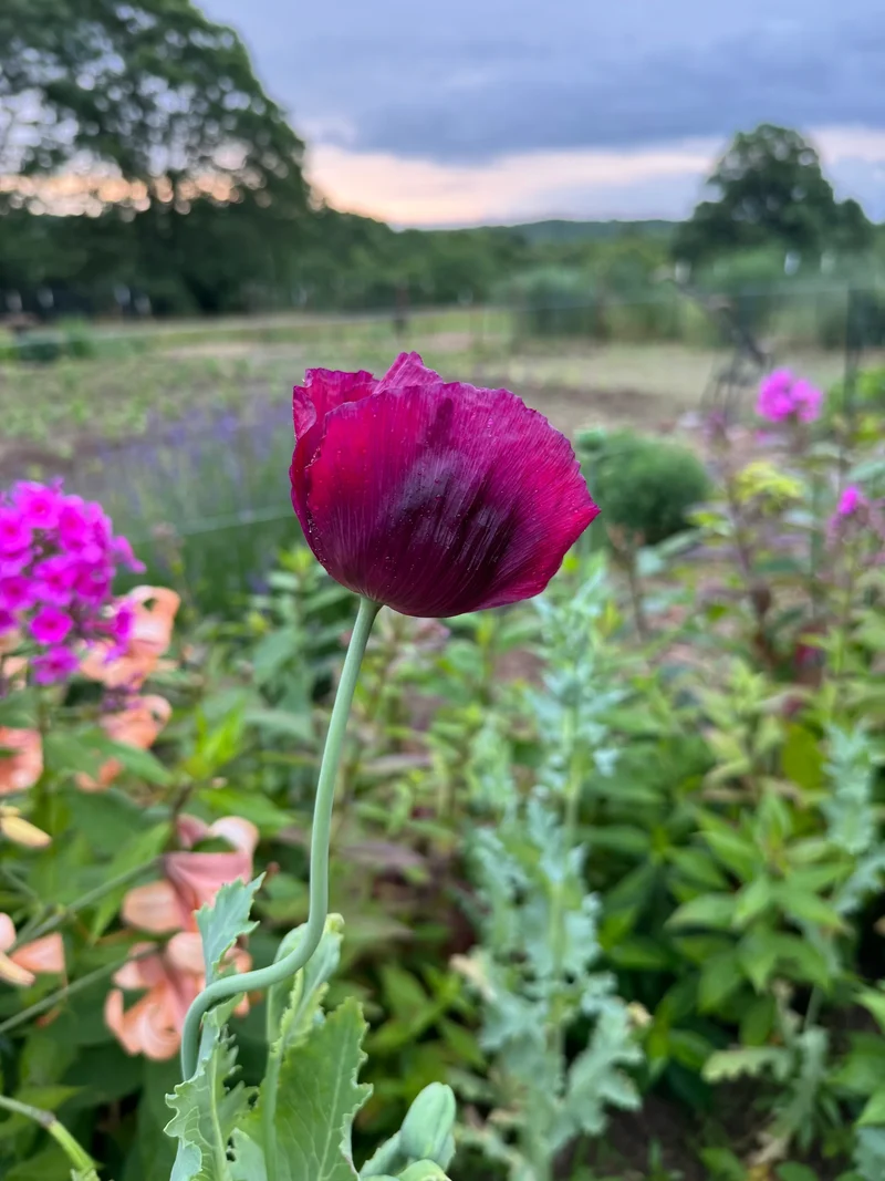 Premium Poppy Papaver Somniferum Lauren's Grape Flower Seeds, Vibrant Garden Blooms