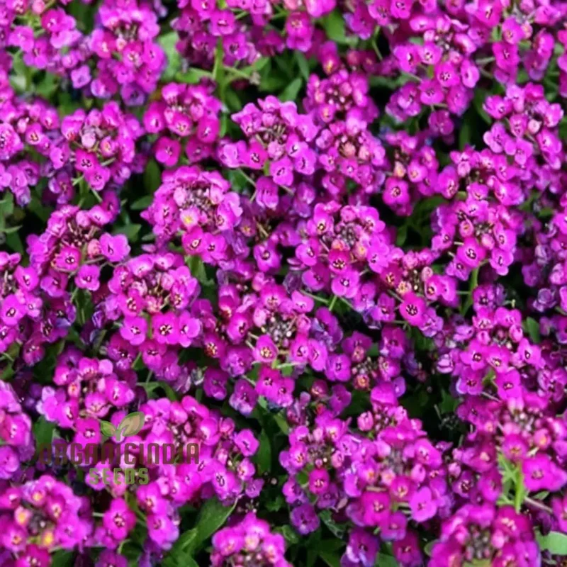 Flower Gardening with Alyssum 'Royal Carpet', A Comprehensive Guide to Planting and Growing Vibrant Alyssum Seeds