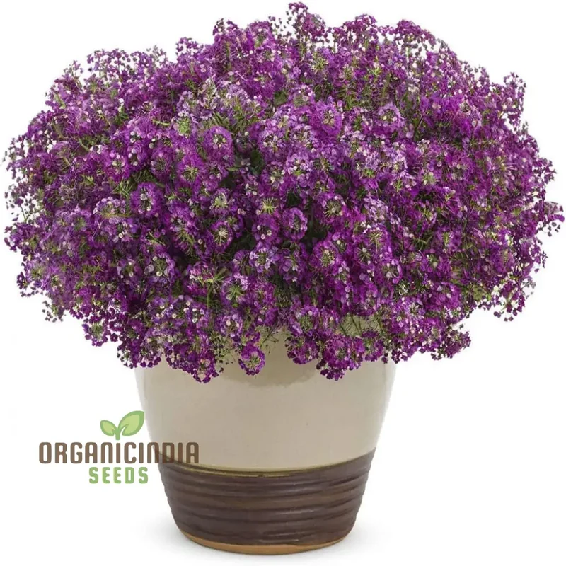 Flower Gardening with Alyssum 'Royal Carpet', A Comprehensive Guide to Planting and Growing Vibrant Alyssum Seeds