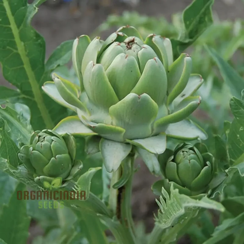 Artichoke Italian 'Green Globe' Seeds - Gourmet Quality and Rich Flavor for Your Garden