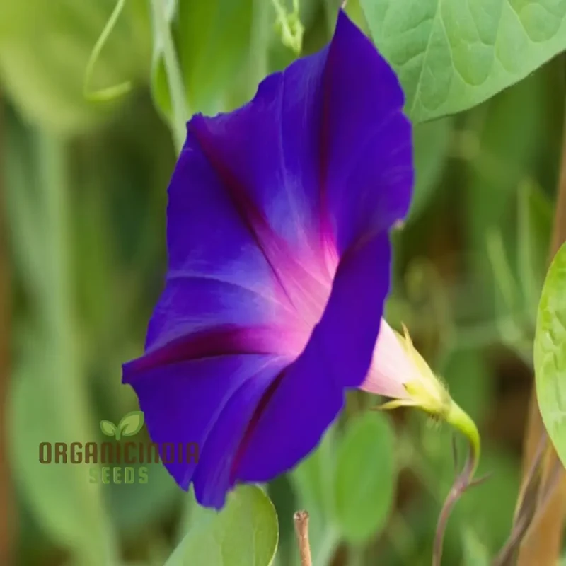 Vibrant Morning Glory (Ipomoea) 'Grandpa Otts flower seeds Stunning Garden Blooms