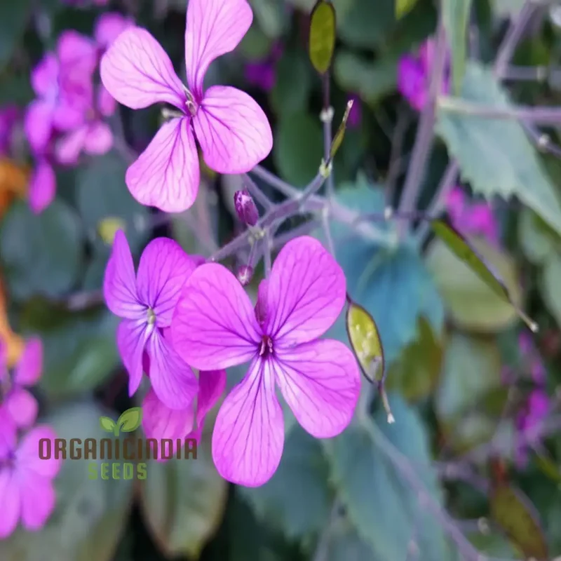 Lunaria (Honesty) Seeds - Unique Silver Dollar Seed Pods for Charming Garden Displays