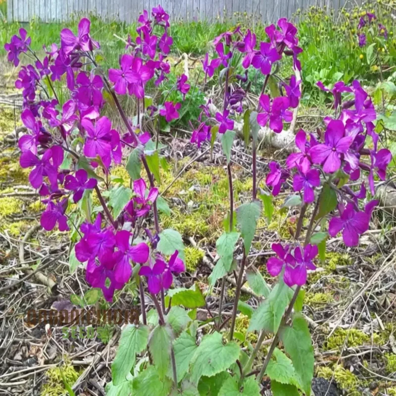Lunaria (Honesty) Seeds - Unique Silver Dollar Seed Pods for Charming Garden Displays