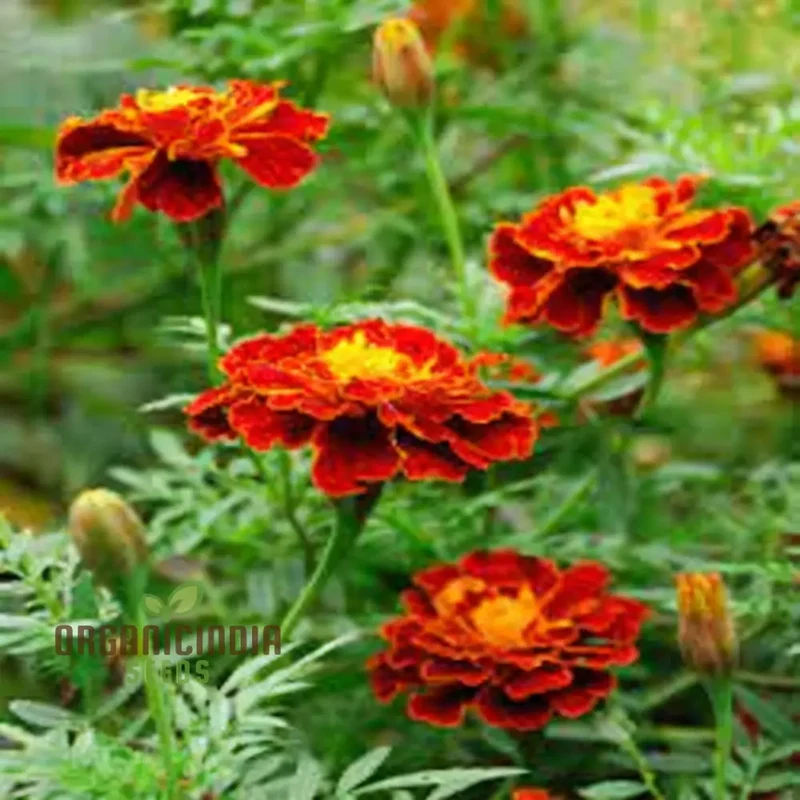 Marigold Tagetes Red Seeds – Vibrant Premium Garden Blooms