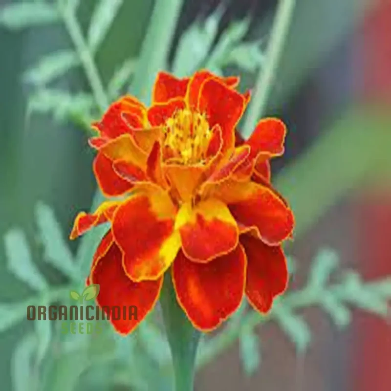 Marigold Tagetes Red Seeds – Vibrant Premium Garden Blooms