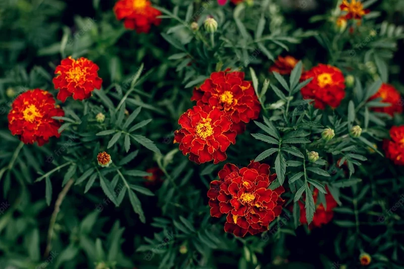 Marigold Tagetes Red Seeds – Vibrant Premium Garden Blooms