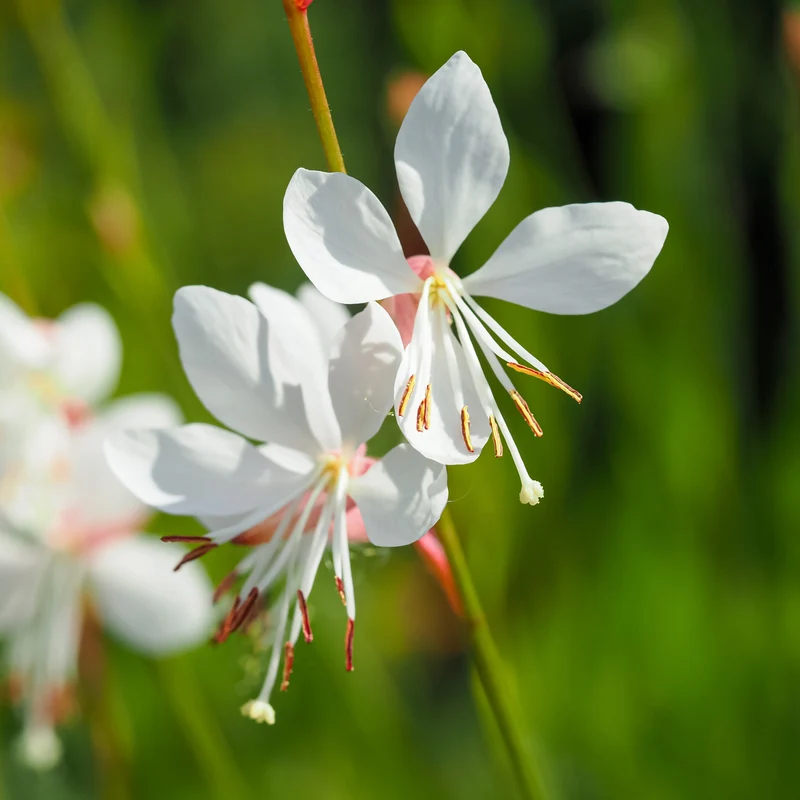 Gaura Sparkle White ( Gaura lindheimeri )