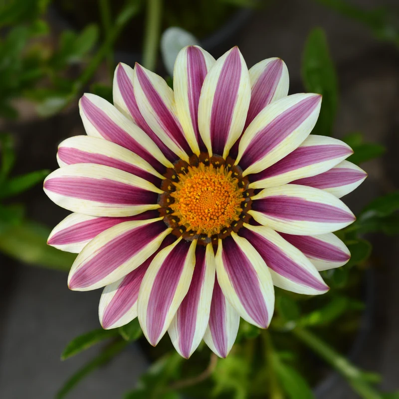 Gazania Big Kiss™ White Flame F1 ( Gazania rigens )