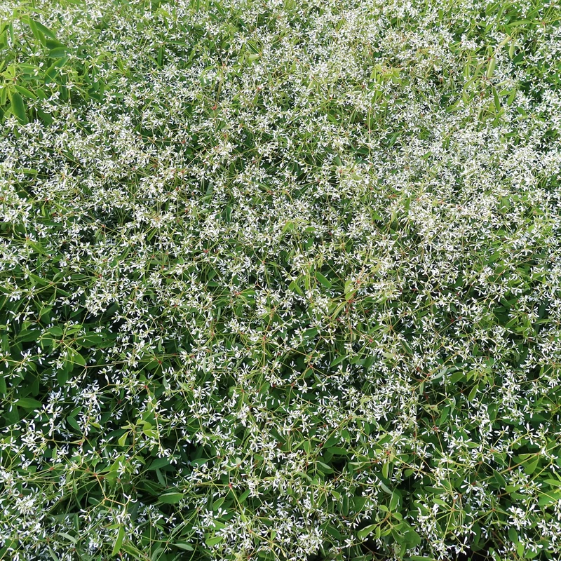 Euphorbe ‘Glitz’ F1 ( Euphorbia graminea )