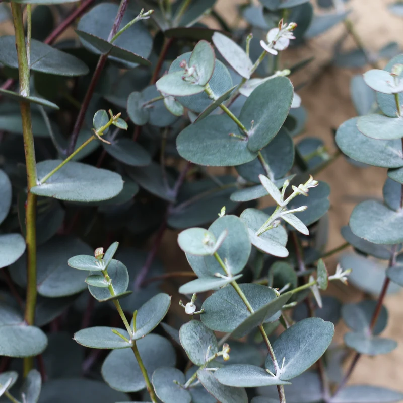 Eucalyptus ‘Silverdrop’ ( Eucalyptus gunnii )