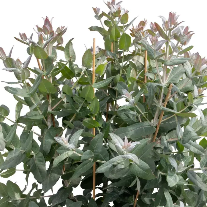 Eucalyptus ‘Styx’ ( Eucalyptus globulus )
