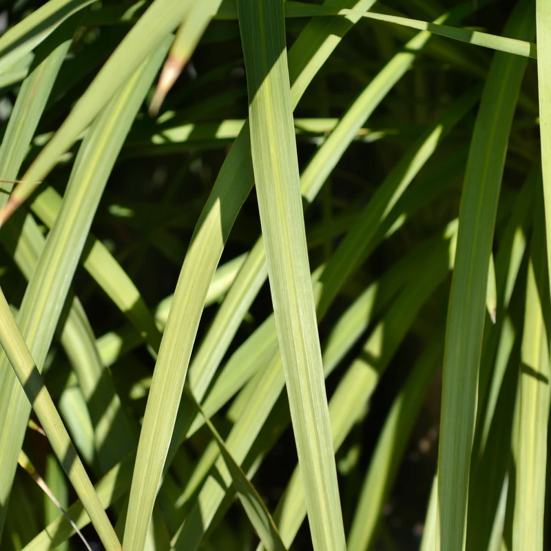 Dracaena indivisa ( Dracaena indivisa )